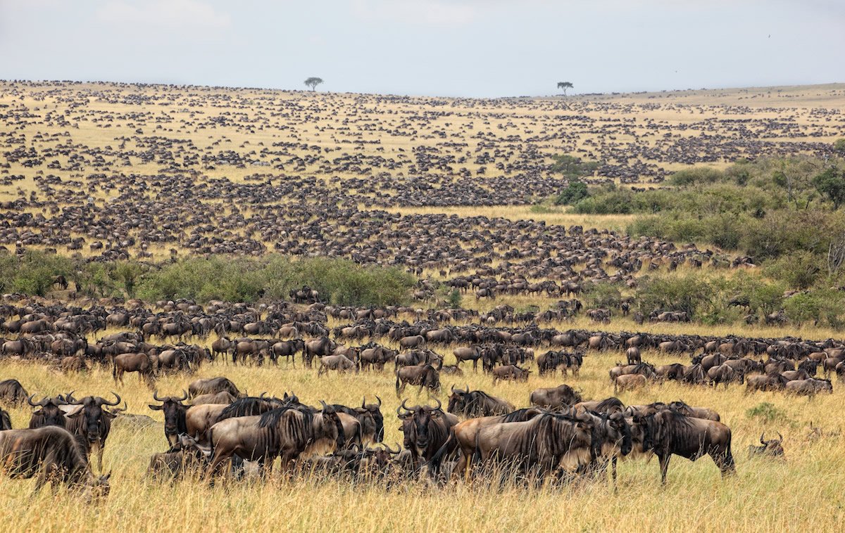 masai-mara-national-park