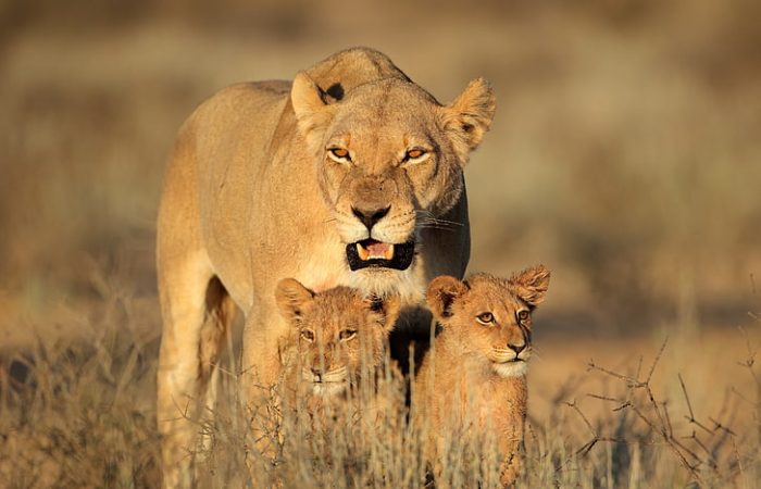 serengeti lions