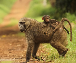 Kibale National park olie baboons