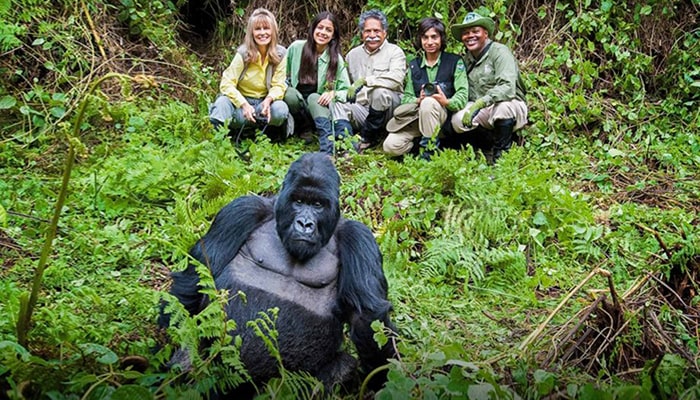 gorilla trekking age limit